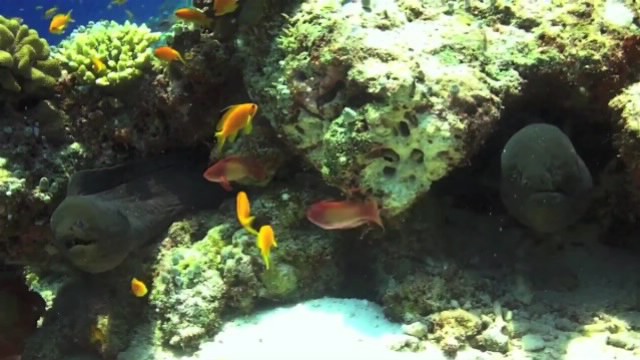 ���� ������� - �������� ����� �������